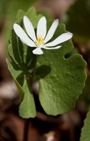 Bloodroot.  Sanguinaria canadensis.  Open to see discounts.