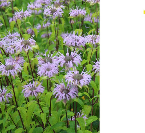 Beebalm. Monarda fistulosa.  Open to see discounts.