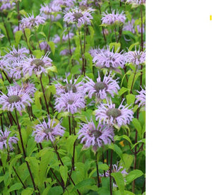 Beebalm. Monarda fistulosa.  Open to see discounts.