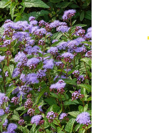 Blue Mistflower. Conoclinium coelestinum. Open to see discounts.
