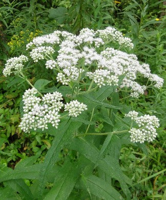 Boneset. Eupatorium perfoliatum.  Open to see discounts.