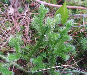 Buckhorn Moss.  Lycopodium clavatum.   Open to see discounts.