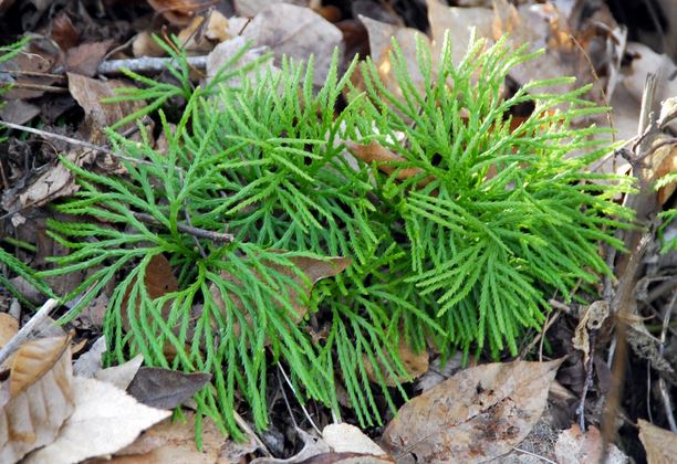 Fan Clubmoss, Diphasiastrum digitatum.  Open to see discounts.