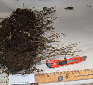 Fothergilla major 'Mt. Airy.'  Bundles of rooted cuttings. Open to see discounts.