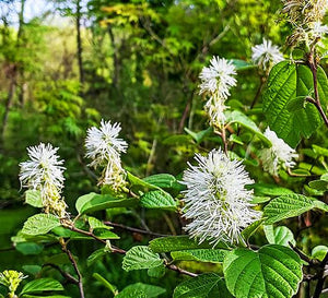 Fothergilla major 'Mt. Airy.'  Bundles of rooted cuttings. Open to see discounts.