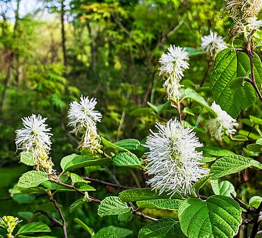 Fothergilla major 'Mt. Airy.'  Bundles of rooted cuttings. Open to see discounts.