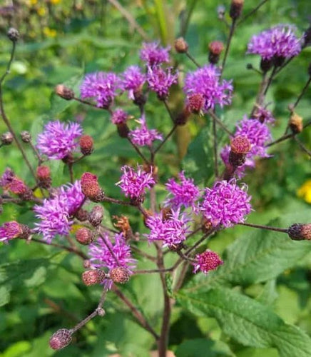 Ironweed. Vernonia noveboracensis.  Open to see discounts.
