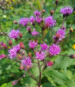 Ironweed. Vernonia noveboracensis.  Open to see discounts.