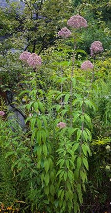 Joe-Pye Weed. Eutrochium fistulosum.  Open to see discounts.