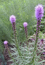 Blazing Star, Liatris spicata. White.  Low as $0.59 ea.  Open to see discounts.