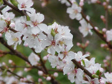 Nanking Bush Cherry. Prunus Tomentosa.  Open to see discounts.