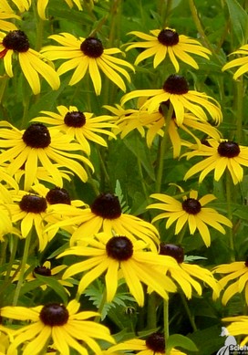 Black-eyed Susan. Rudbeckia fulgida var. fulgida. Open to see discounts.