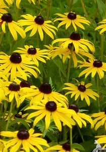 Black-eyed Susan. Rudbeckia fulgida var. fulgida. Open to see discounts.
