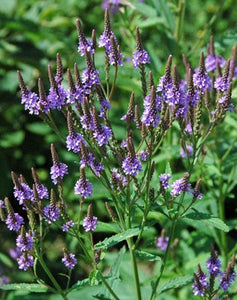 Vervain, Blue. Verbena hastata.  Open to see discounts.