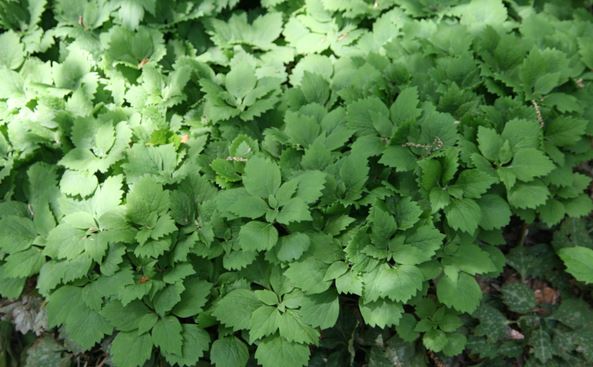 Allegheny Spurge. Pachysandra procumbens.   Open to see discounts.