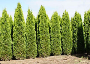 Arborvitae. Thuja occidentalis 'Emerald Green'  Open to see discounts.