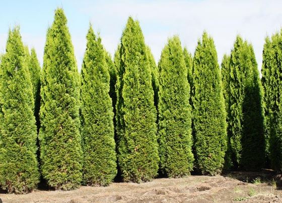 Arborvitae. Thuja occidentalis 'Emerald Green'  Open to see discounts.