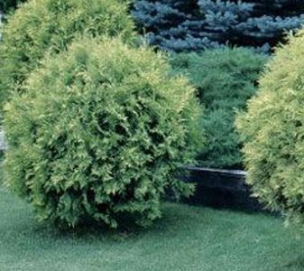 Arborvitae, Thuja occidentalis 'Golden Globe,' Open to see discounts.