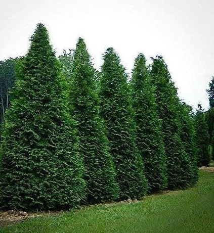 Arborvitae, Thuja plicata 'Green Giant.'  Open to see discounts.