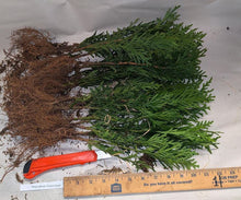 Arborvitae, Thuja plicata 'Green Giant.'  Open to see discounts.