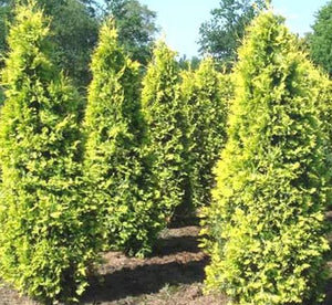 Arborvitae, Thuja occidentalis 'Yellow Ribbon.'  Open to see discounts.