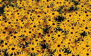 Black Eyed Susan, Rudbeckia fulgida.  Open to see discounts.