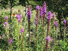 Blazing Star, Liatris spicata. White.  Low as $0.59 ea.  Open to see discounts.