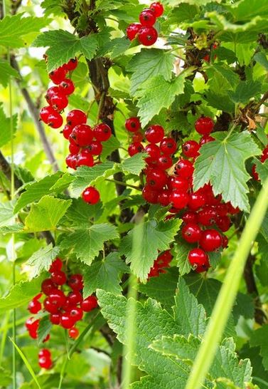 Currant, Red.  Ribes sativum.  Open to see discounts.