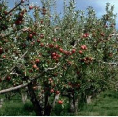 Domestic Apple. Malus domestica.  Open to see discounts.