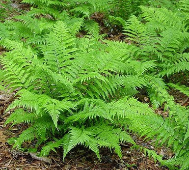 Fern, Lady.  Athyrium filix-femina.  Open to see discounts.