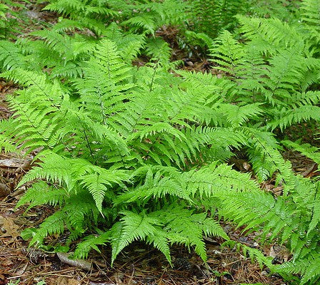 Fern, Lady.  Athyrium filix-femina.  Open to see discounts.