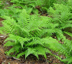 Fern, Lady.  Athyrium filix-femina.  Open to see discounts.