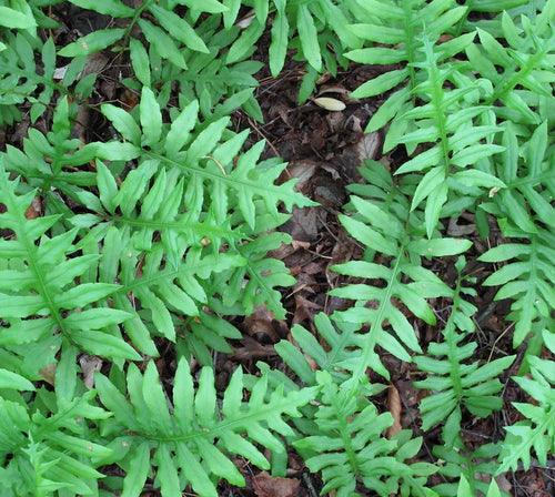 Fern, Netted Chain. Woodwardia areolata.  Open to see discounts.