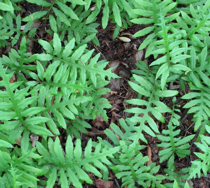 Fern, Netted Chain. Woodwardia areolata.  Open to see discounts.
