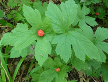 Goldenseal. Hydrastis canadensis.   Open to see discounts.