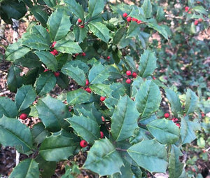 Holly, Ilex opaca 'Satyr Hill.'  Bundles of rooted cuttings. Open to see discounts.