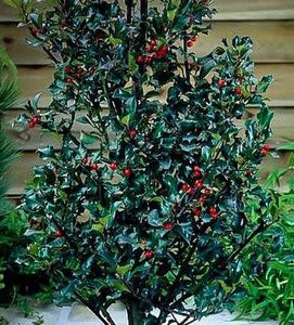 Holly, Ilex x meserveae 'Blue Maid.'  Open to see discounts.