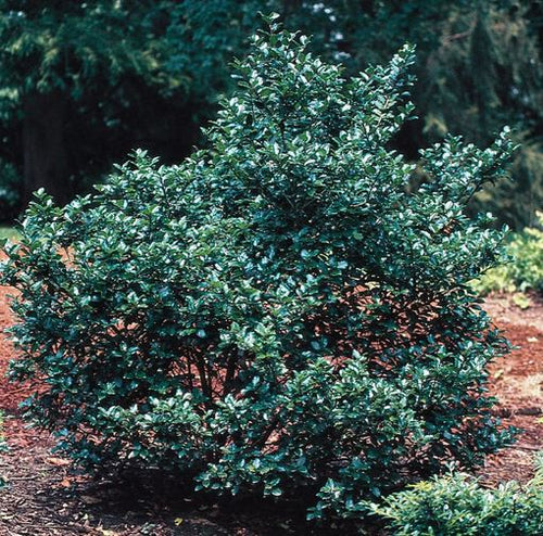 Holly, Ilex x meserveae 'Blue Prince.'  Open to see discounts.