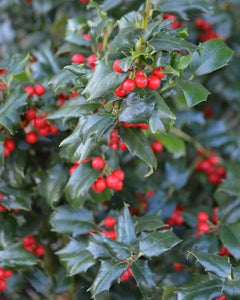 Holly, Ilex x meserveae 'China Girl.'  Open to see discounts.