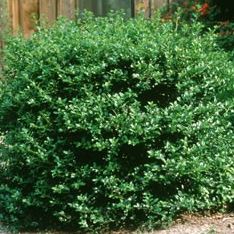 Winterberry Holly 'Southern Gentleman.' Ilex verticillata.  Open to see discounts.