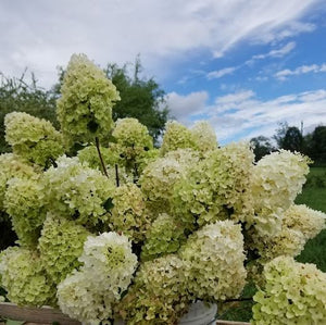 Hydrangea paniculata ‘Silver Dollar.’  Open to see discounts.