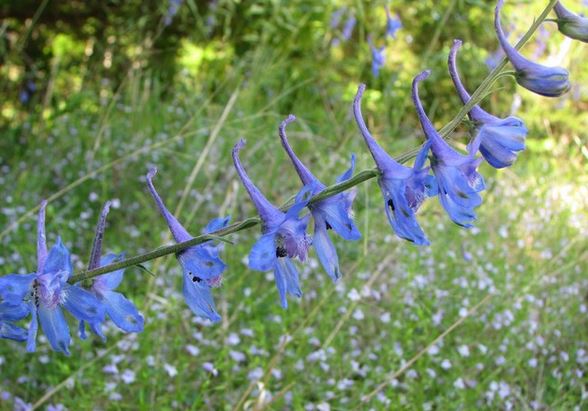 Larkspur, Dwarf, or Wild Blue. Delphinium tricome.  Open to see discounts.