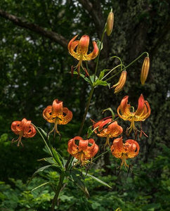 Lily, Turk's Cap. Lilium superbum. Open to see discounts.