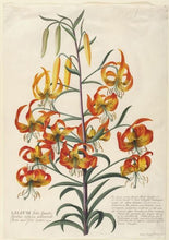 Lily, Turk's Cap. Lilium superbum. Open to see discounts.