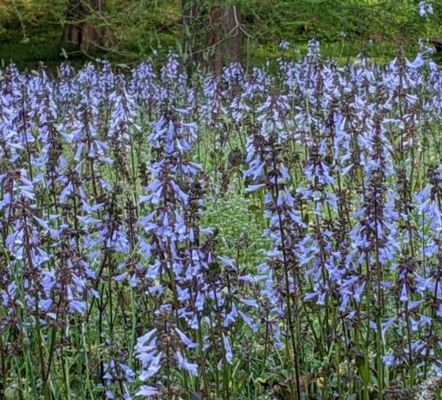 Lyreleaf Sage. Salvia lyrata.  Open to see discounts.