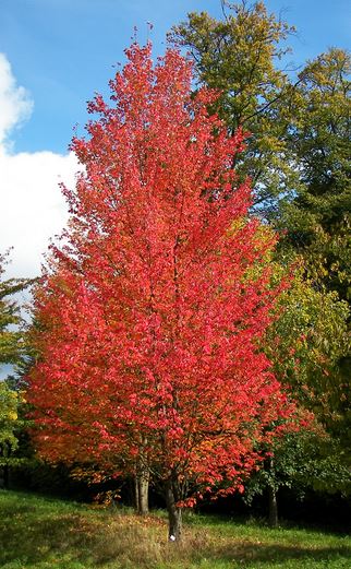 Maple, Red. Acer rubrum.  Open to see discounts.