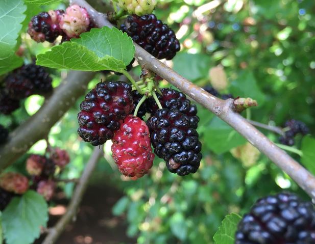 Mulberry, Red.  Morus rubra.   Open to see discounts.