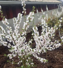 Nanking Bush Cherry. Prunus Tomentosa.  Open to see discounts.