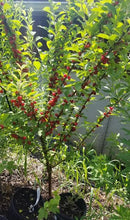 Nanking Bush Cherry. Prunus Tomentosa.  Open to see discounts.