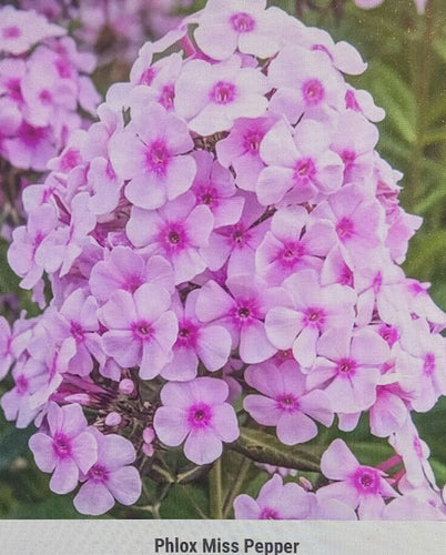 Phlox, 'Miss Pepper.' Phlox paniculata.  Open to see discounts.